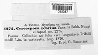 Cercospora zebrina image
